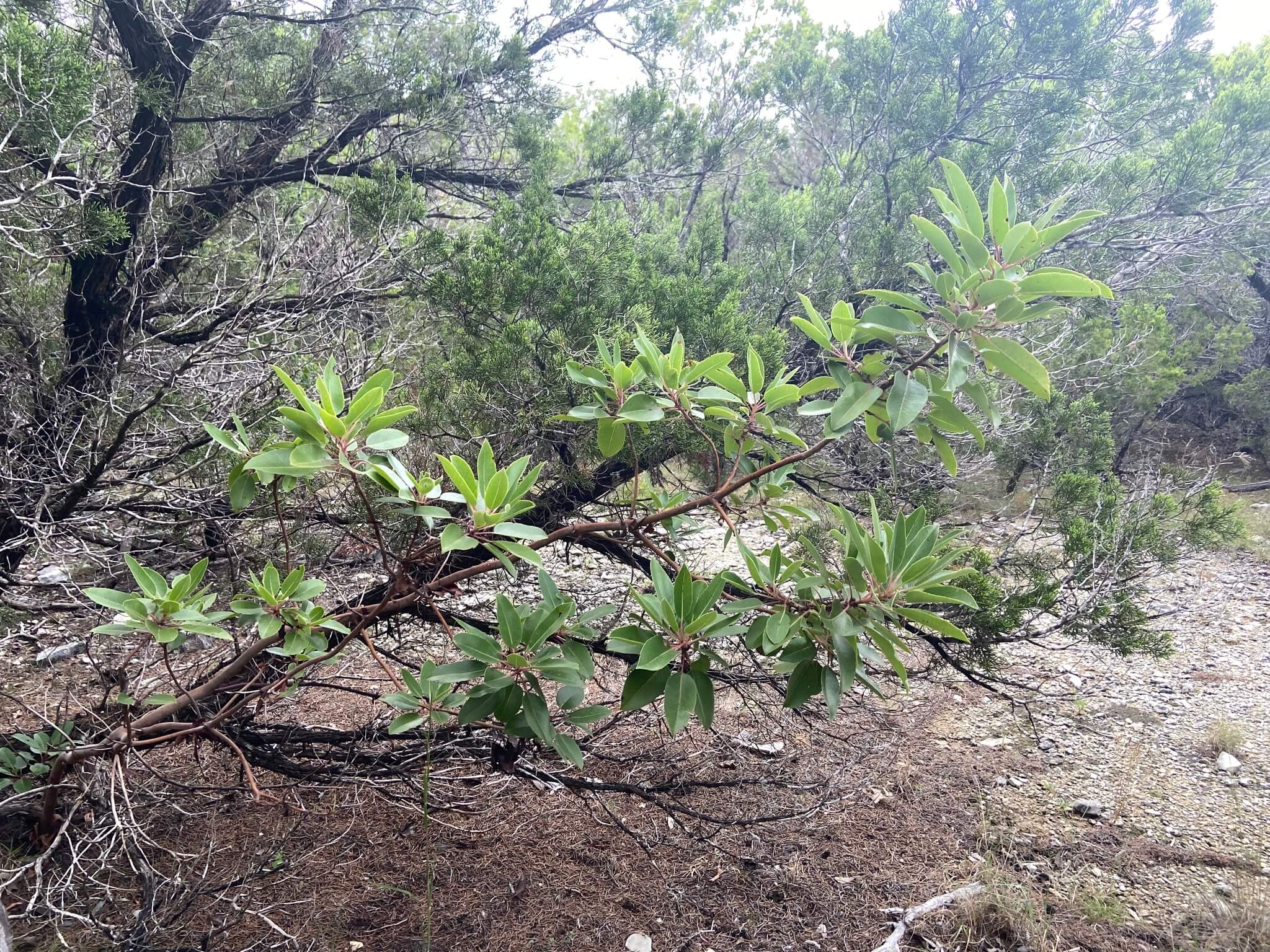 Arbutus xalapensis